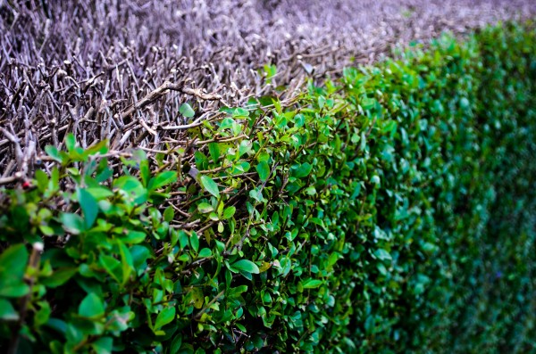 Abstract Background Bush Close Ecological Ecology by STOCK PHOTOGRAPHY